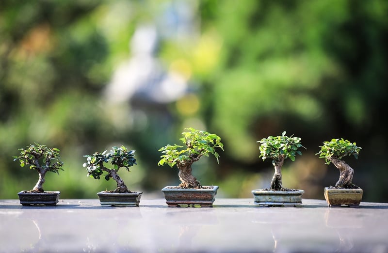 Serenity Gardens