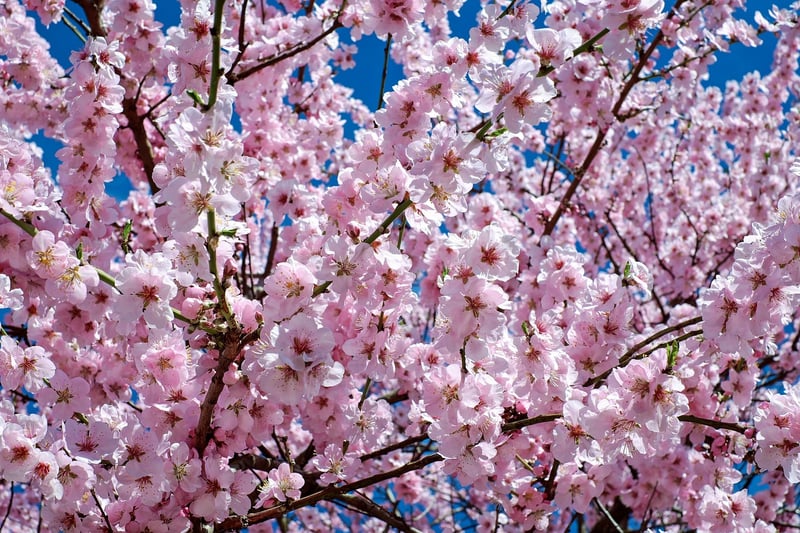 Cherry Blossom Tree