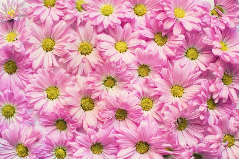 Pink Flower Garden
