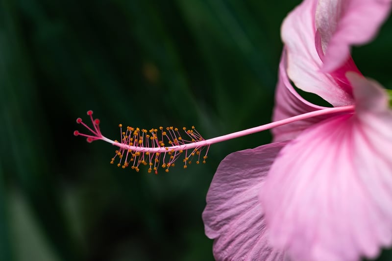 Hibiscus Flower