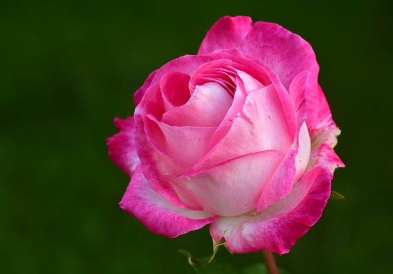 Cottage Garden