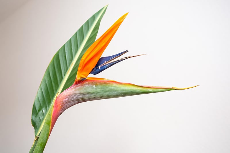 Tropical Oasis